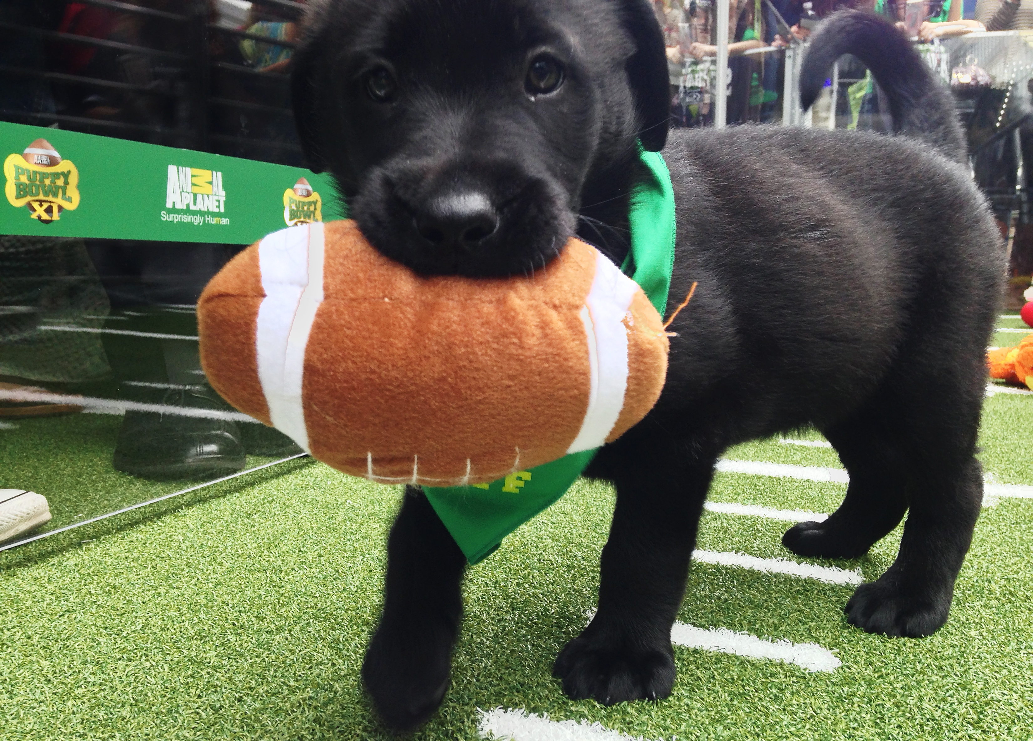 A puppy holds onto a plush football at the "Puppy Bowl" as we look at the details of the 2026 Puppy Bowl.