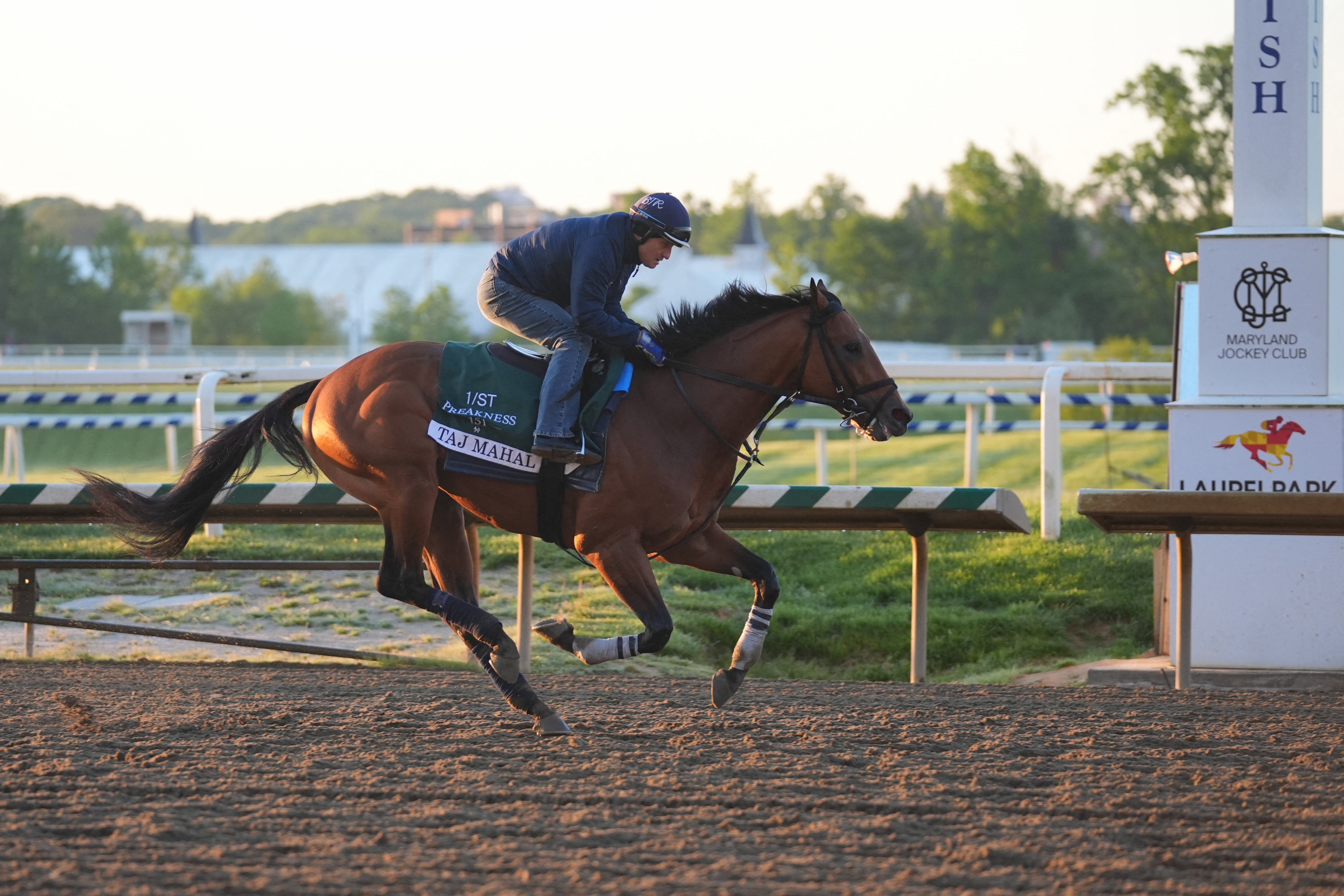 Preakness Stakes entry, Taj Mahal - who's featured in my Preakness Stakes prediction - trains during morning workouts at Laurel Park.
