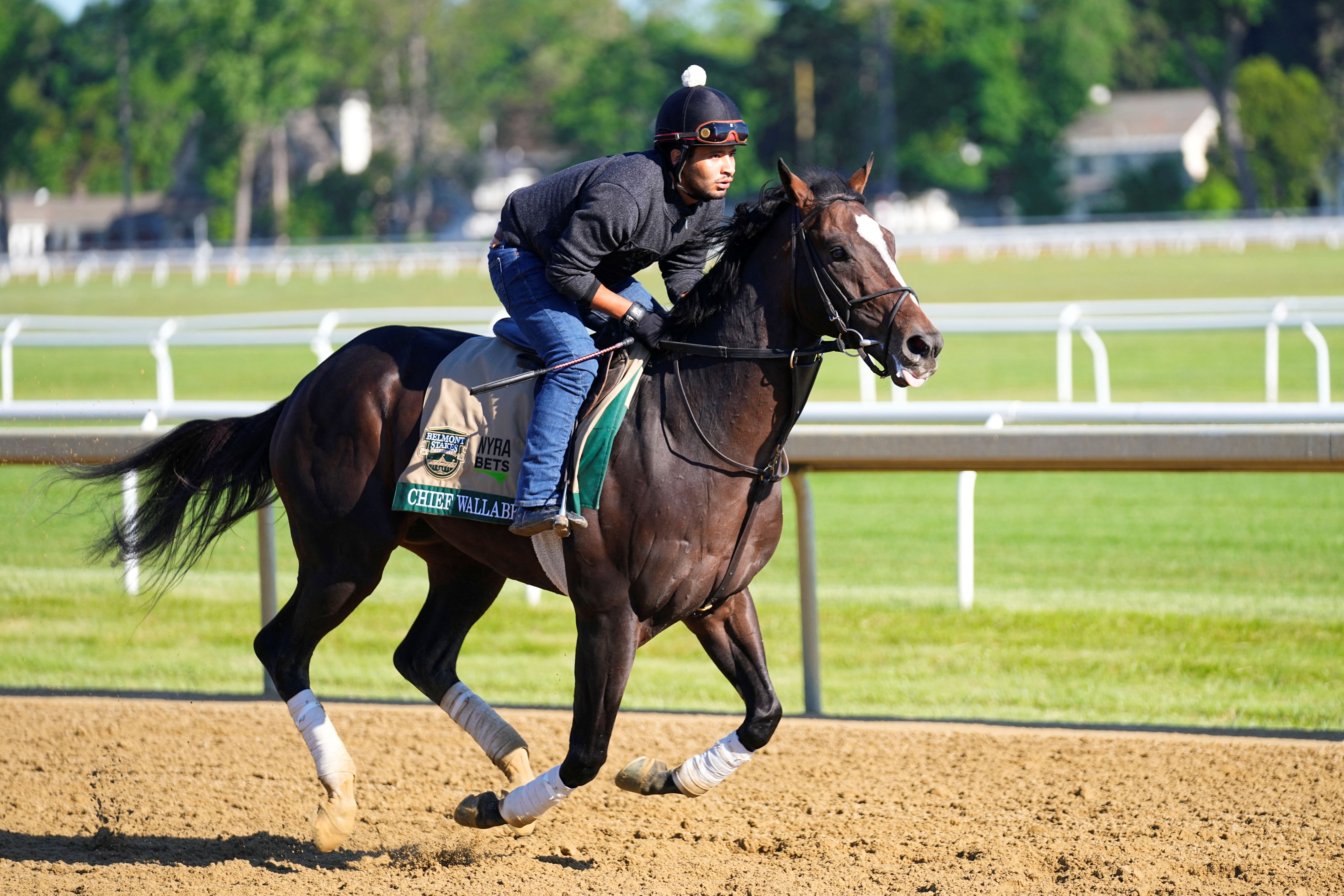 Chief Wallabee trains during morning workouts on the Oklahoma Training track at Saratoga Race Course.