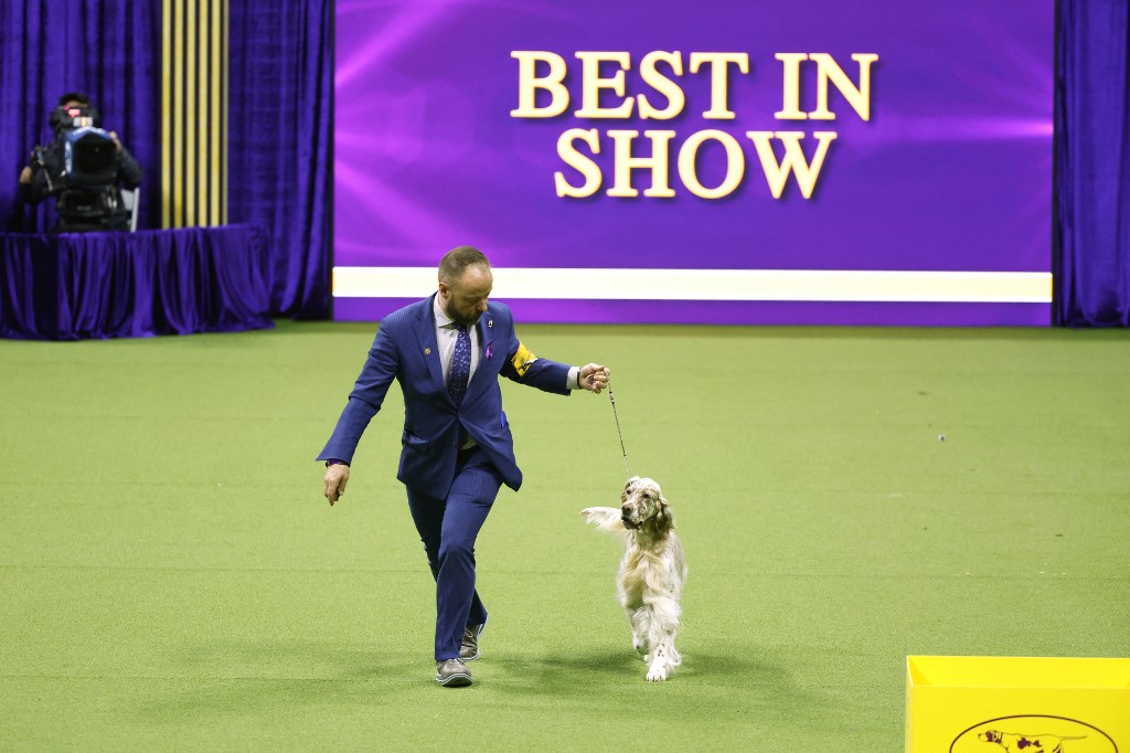 Westminster Dog Show Odds Miniature Poodle Wins 2024 Best in Show