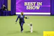 Cider the English Setter, winner of the Sporting Group, competes for Best in Show at the 147th Annual Westminster Kennel Club Dog Show as we look at our Westminster Dog Show odds.