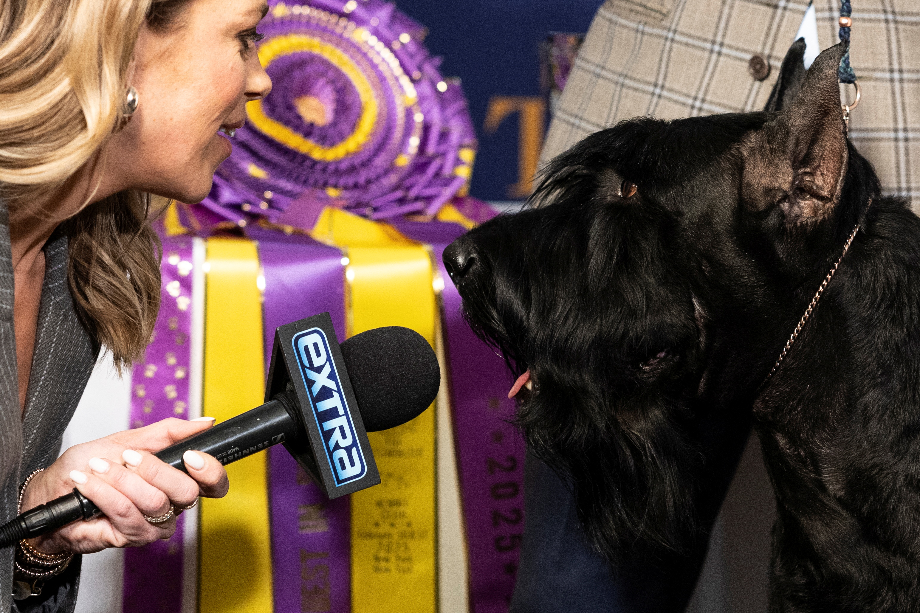Monty, a Giant Schnauzer, the winner of Best in Show at the Westminster Kennel Club Dog Show, poses for photographs as we look at the Westminster Dog Show odds