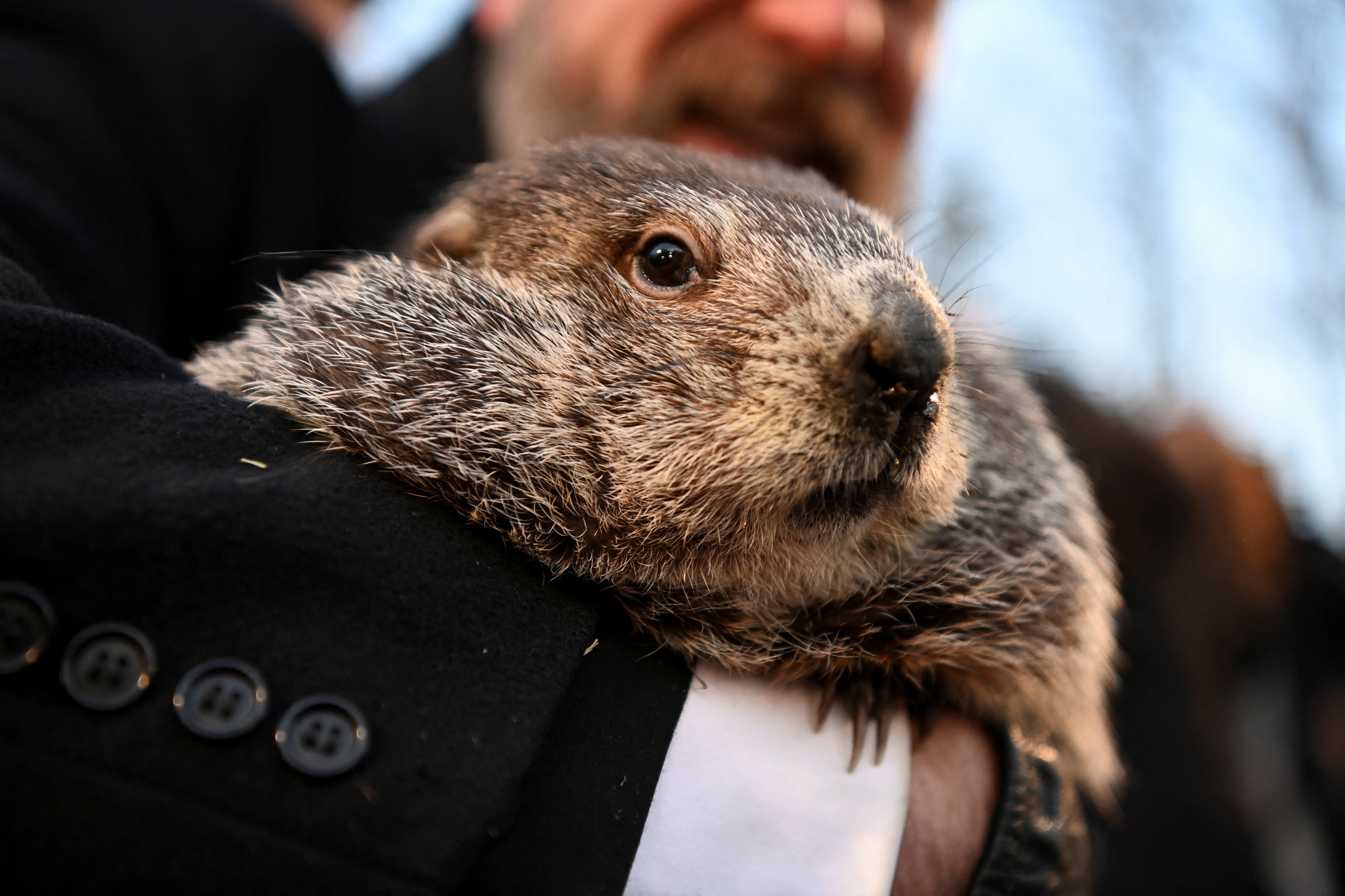 AJ Dereume holds Punxsutawney Phil during the Groundhog Day Festivities, as we offer our Groundhog Day prediction and odds.