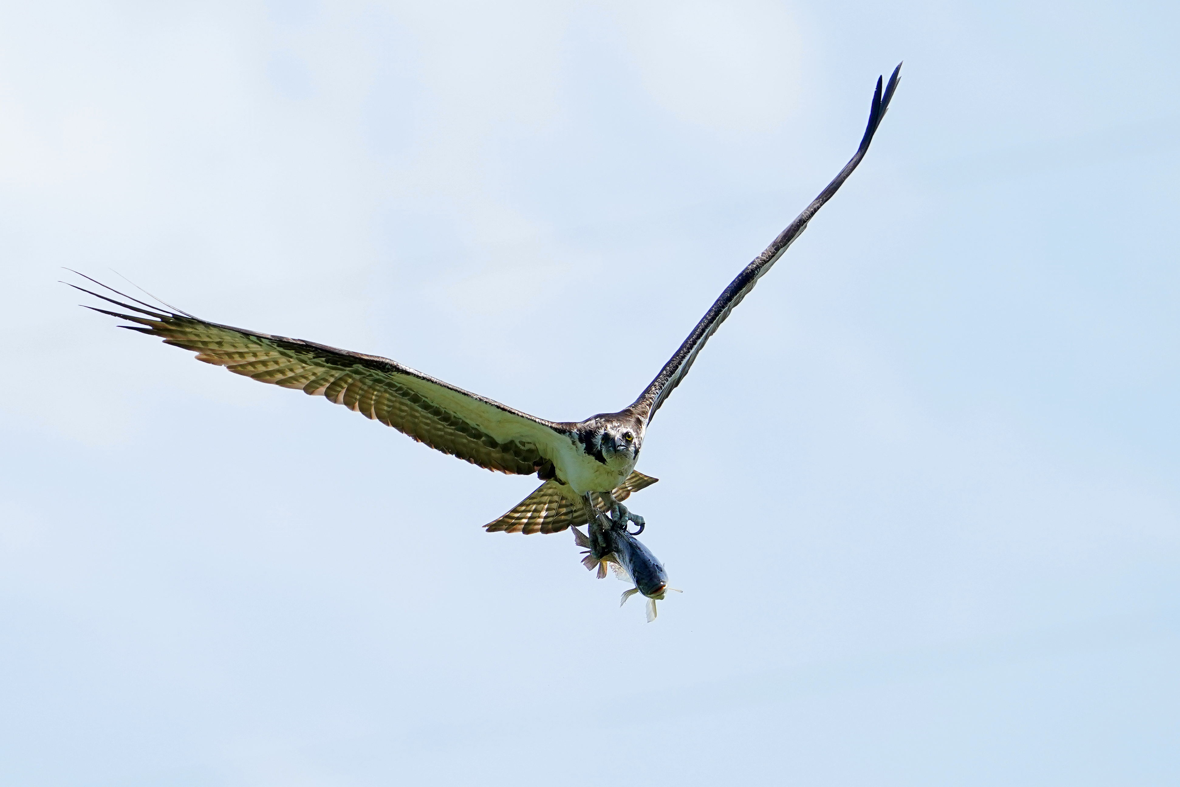 An osprey flies over the 3rd fairway with a fish. We explain how a Seahawk compares to an osprey in our birder's guide for Super Bowl 2026.