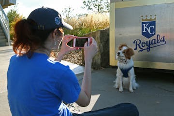 Underdog Partners with Kansas City Royals for Missouri Sports Betting