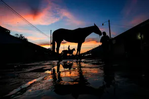 Early morning light of orange and pink is the backdrop on the Churchill Downs as we look at December peri-mutuel gambling in Kentucky.