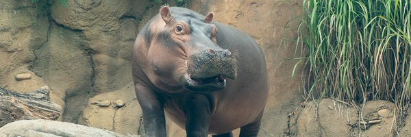 Fiona the hippo from the Cincinnati Zoo, as we look at our Super Bowl animal predictions