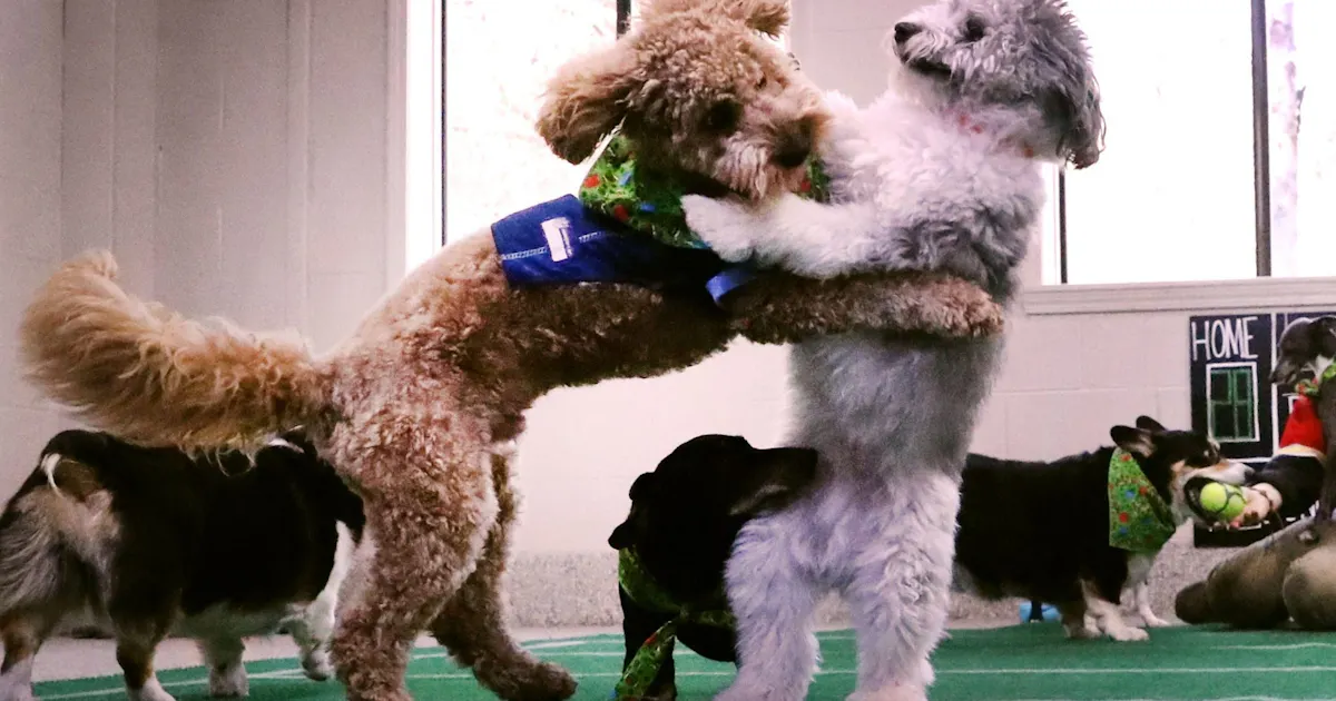 Puppy Bowl Preview, Odds & Prediction 2025: How to Bet on Team Ruff vs ...