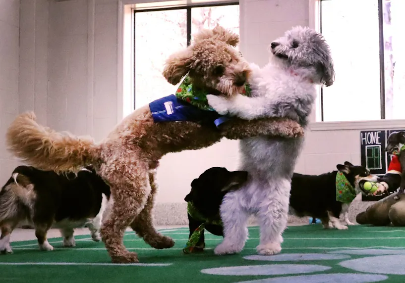 Puppy Bowl Preview, Odds & Prediction 2025: How to Bet on Team Ruff vs ...
