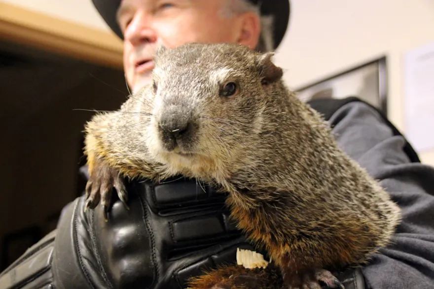 What Did The Groundhog Say 2025 Days Calculator