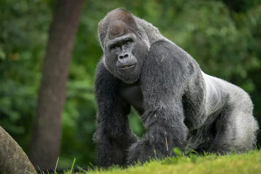 100 Men vs. 1 Gorilla Odds & AI Prediction: Who Would Win Hypothetical Fight?