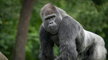 100 Men vs. 1 Gorilla Odds & AI Prediction: Who Would Win Hypothetical Fight?