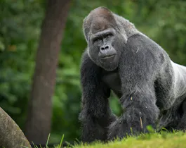 100 Men vs. 1 Gorilla Odds & AI Prediction: Who Would Win Hypothetical Fight?