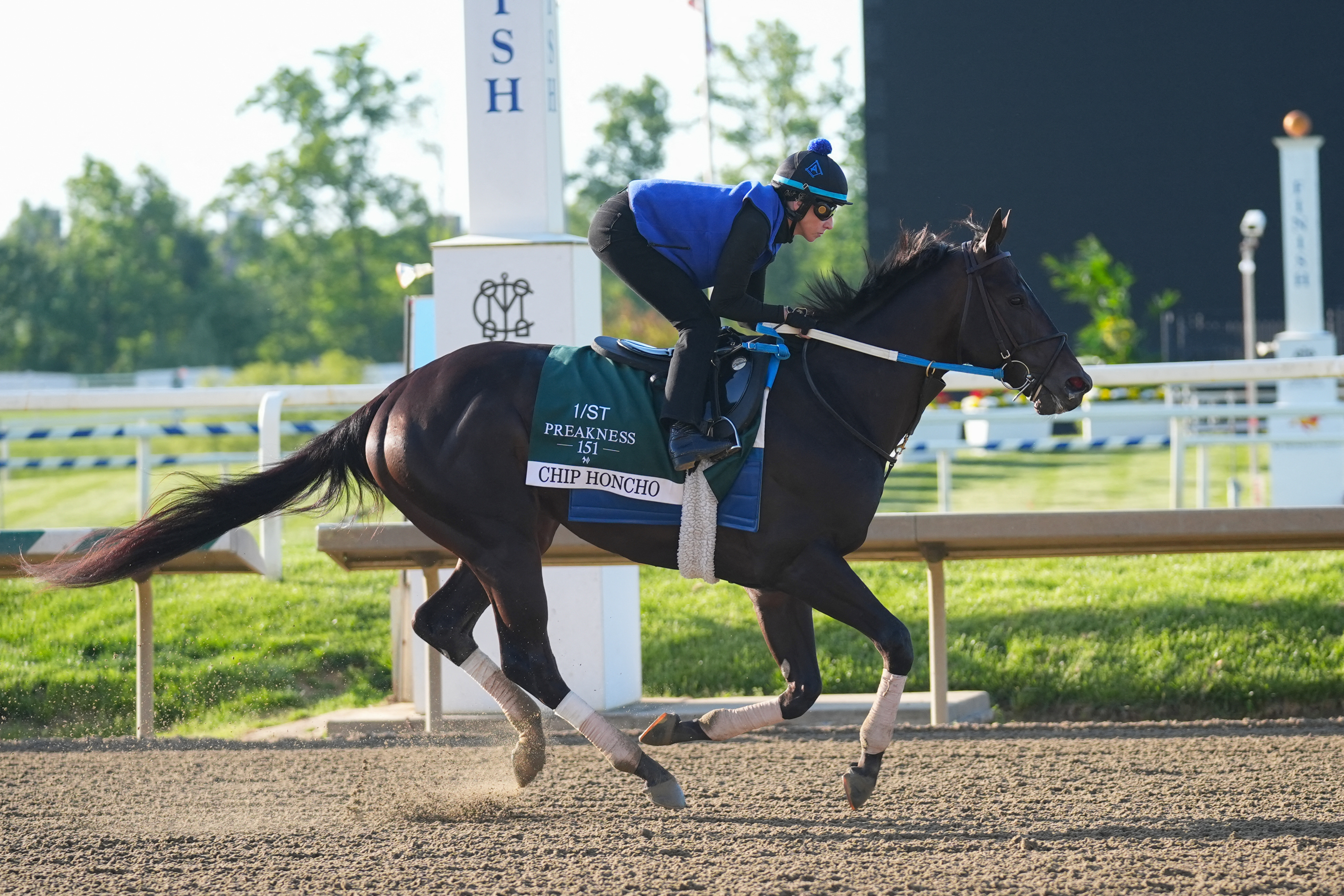 Preakness Stakes entry, Chip Honcho trains during morning workouts at Laurel Park.