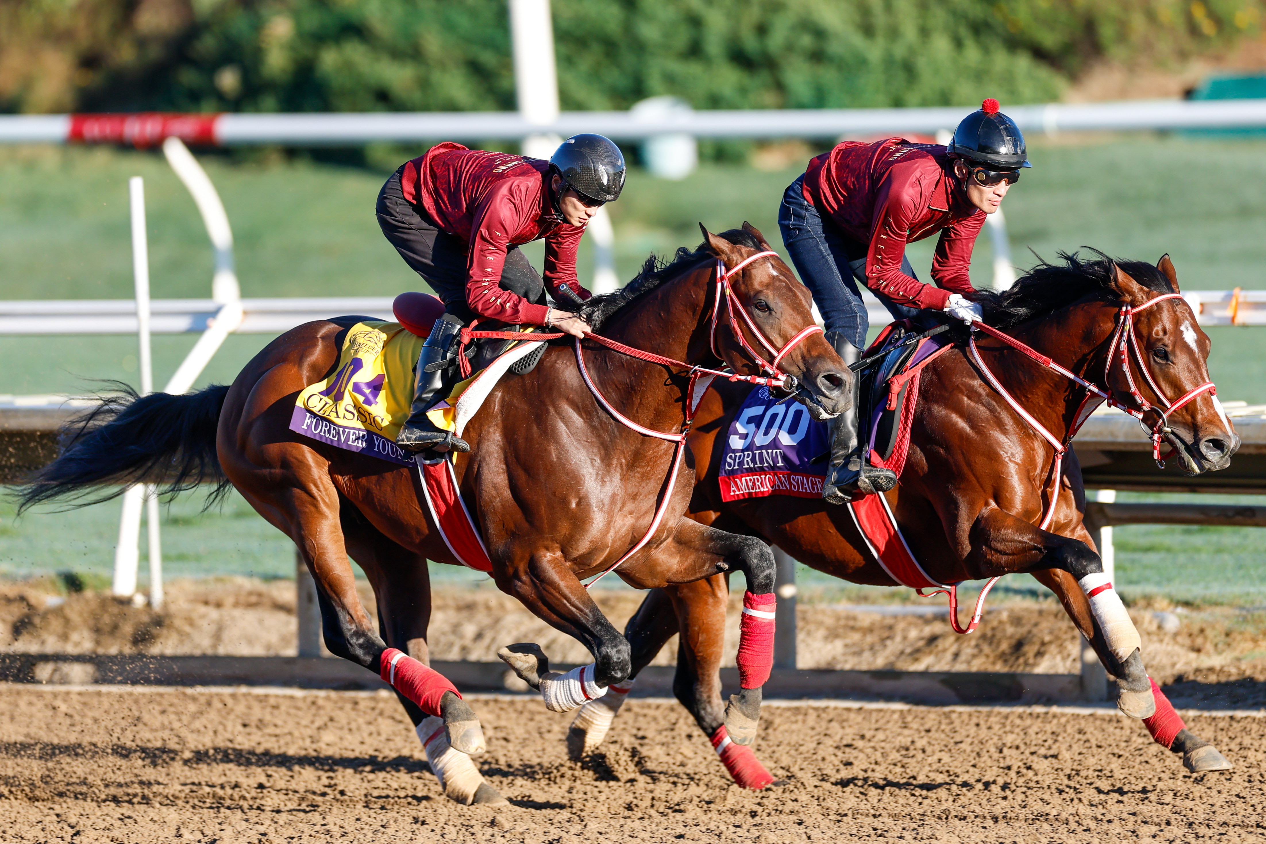 Forever Young trains with American Stage ahead of the 2025 Breeders' Cup Championship at Del Mar Thoroughbred Club as we make our Breeders' Cup predictions for Saturday
