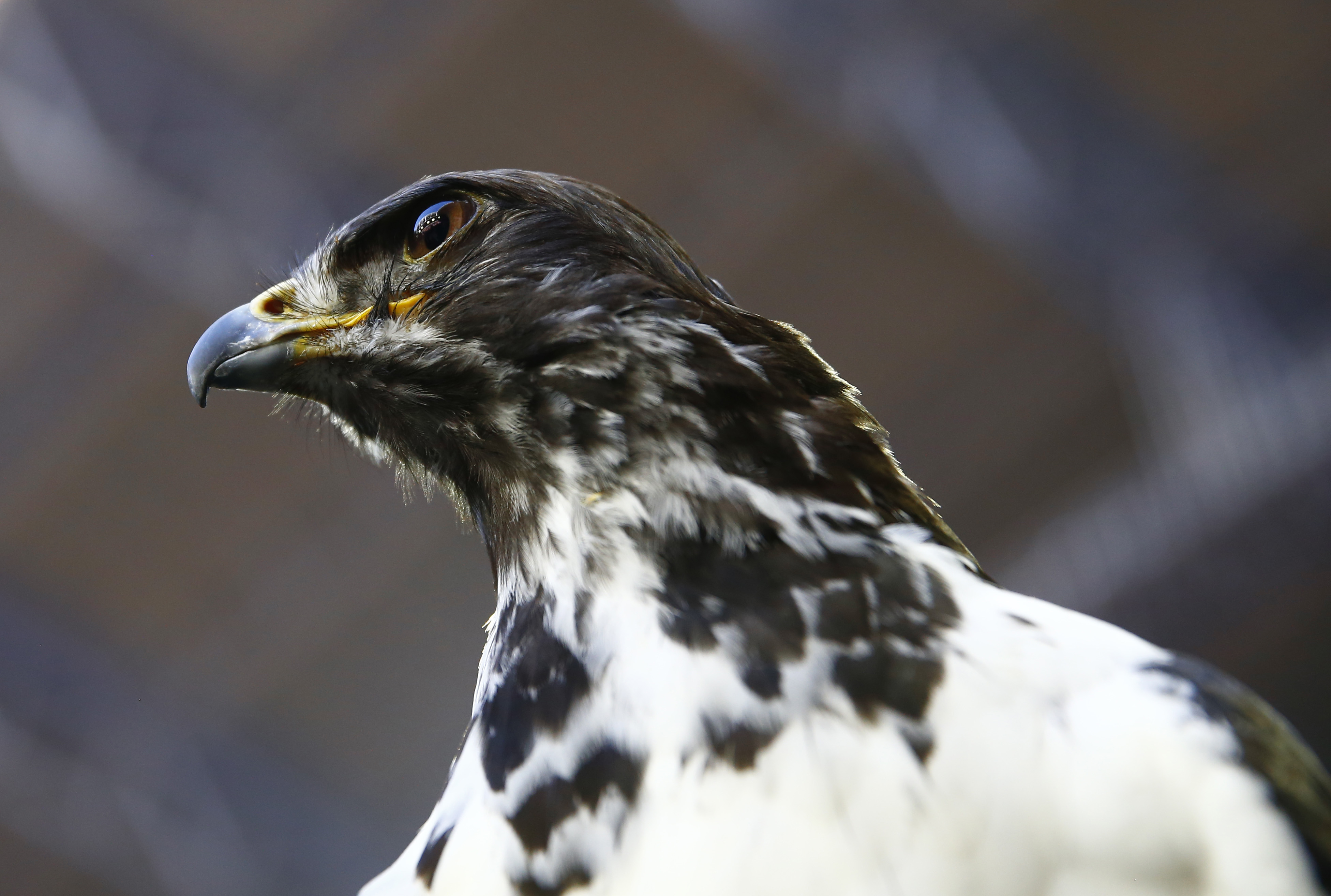 Seattle Seahawks live mascot Taima the hawk, who is featured in our birder's guide for Super Bowl 2026, is seen before the Super Bowl.