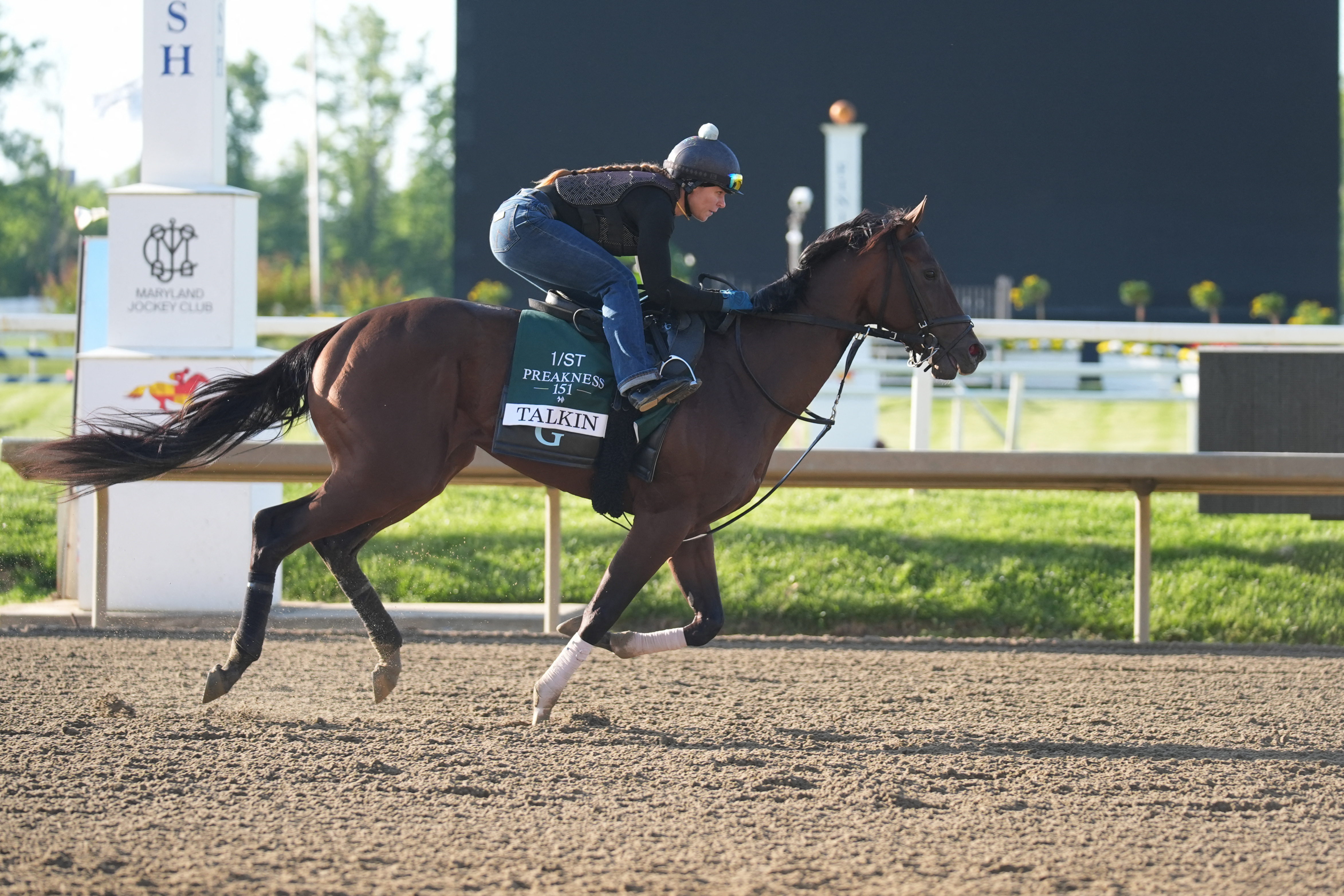Preakness Stakes entry, Talkin trains during morning workouts at Laurel Park.
