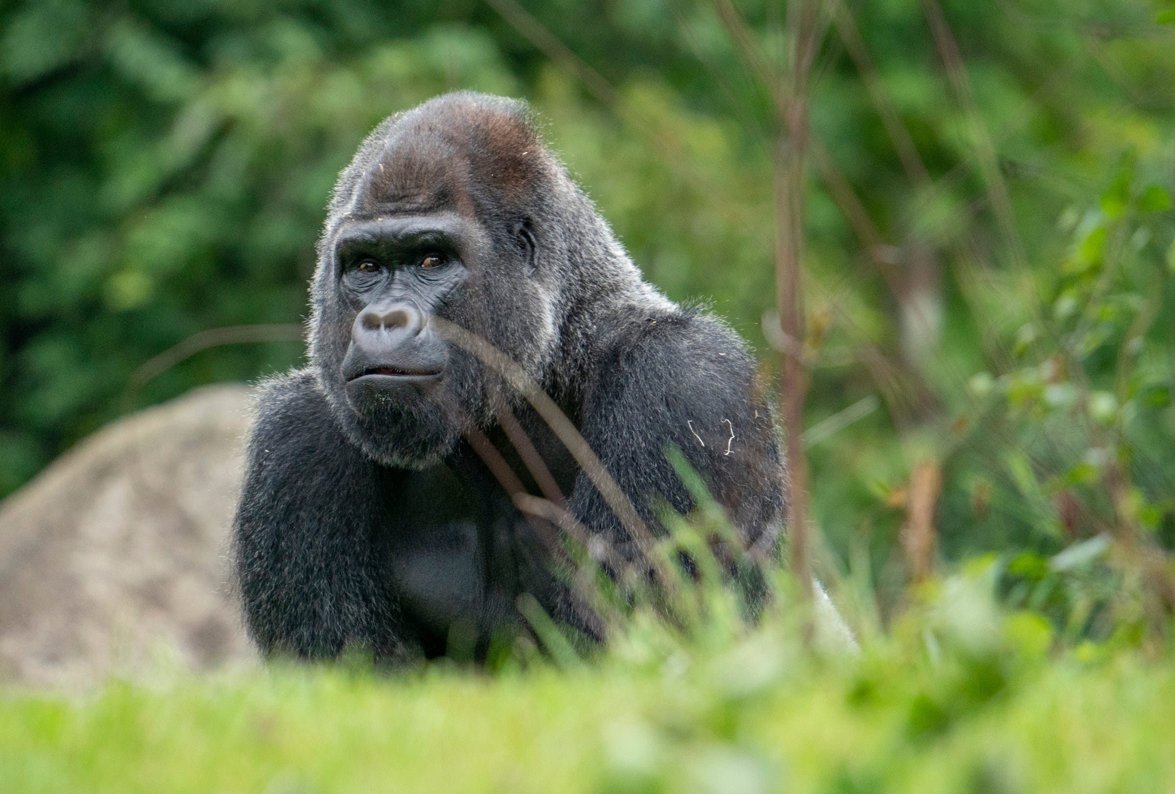 100 Men vs. 1 Gorilla Odds & AI Prediction: Who Would Win Hypothetical Fight?
