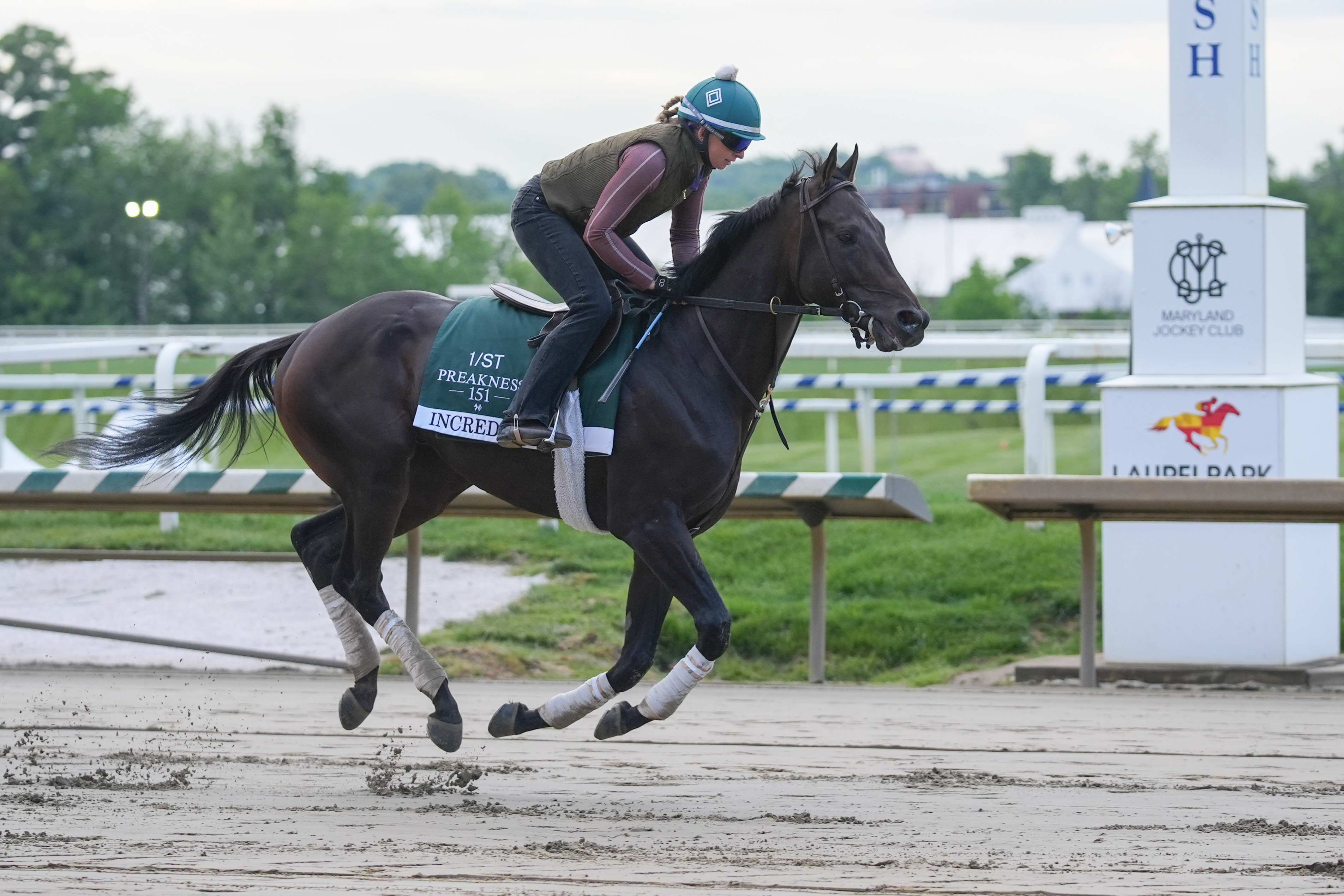 Preakness Stakes entry, Incredibolt breezes during morning workouts at Laurel Park as part of our Preakness Stakes post positions 2026.