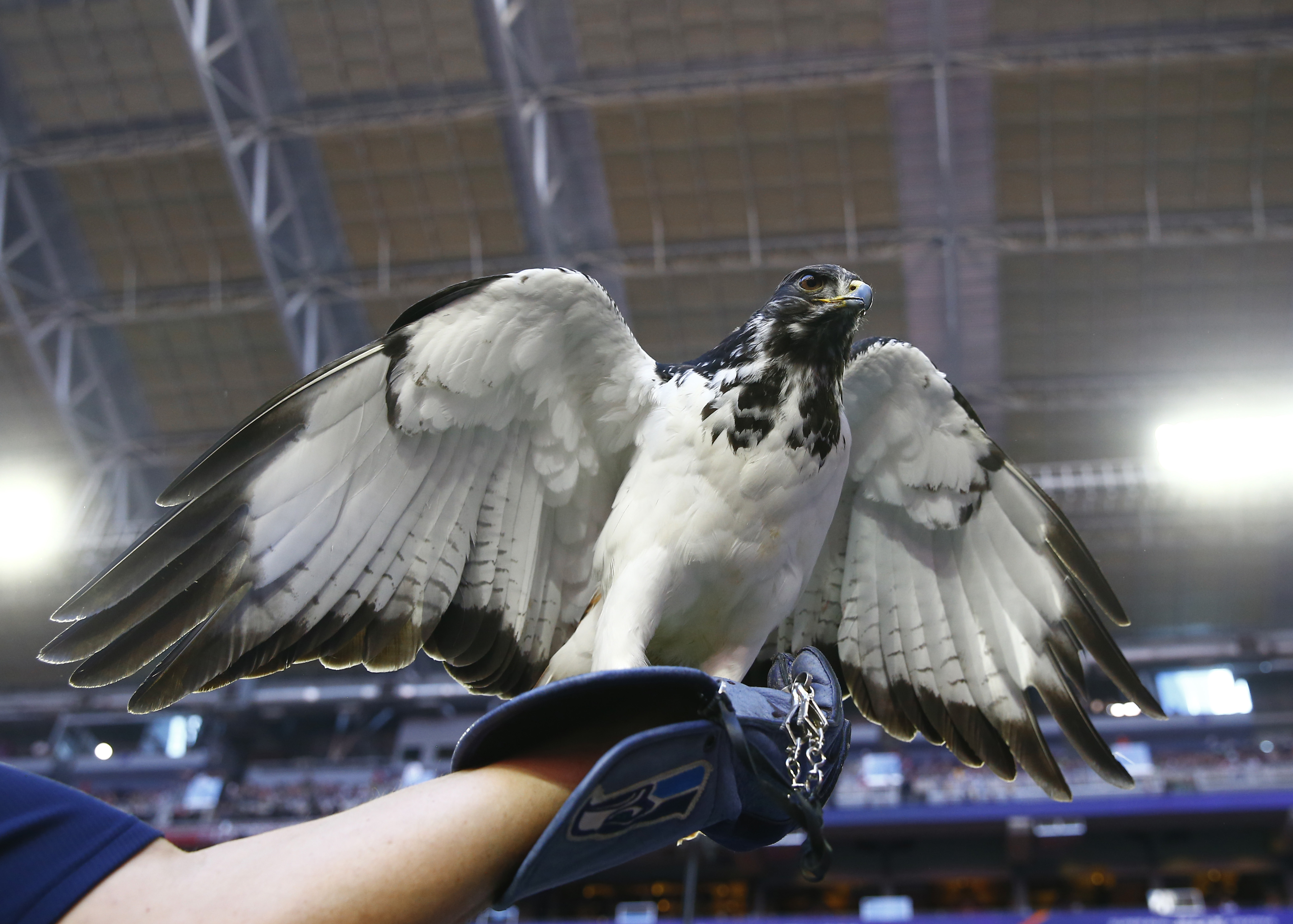Seattle Seahawks live mascot Taima the hawk is seen before the Super Bowl.