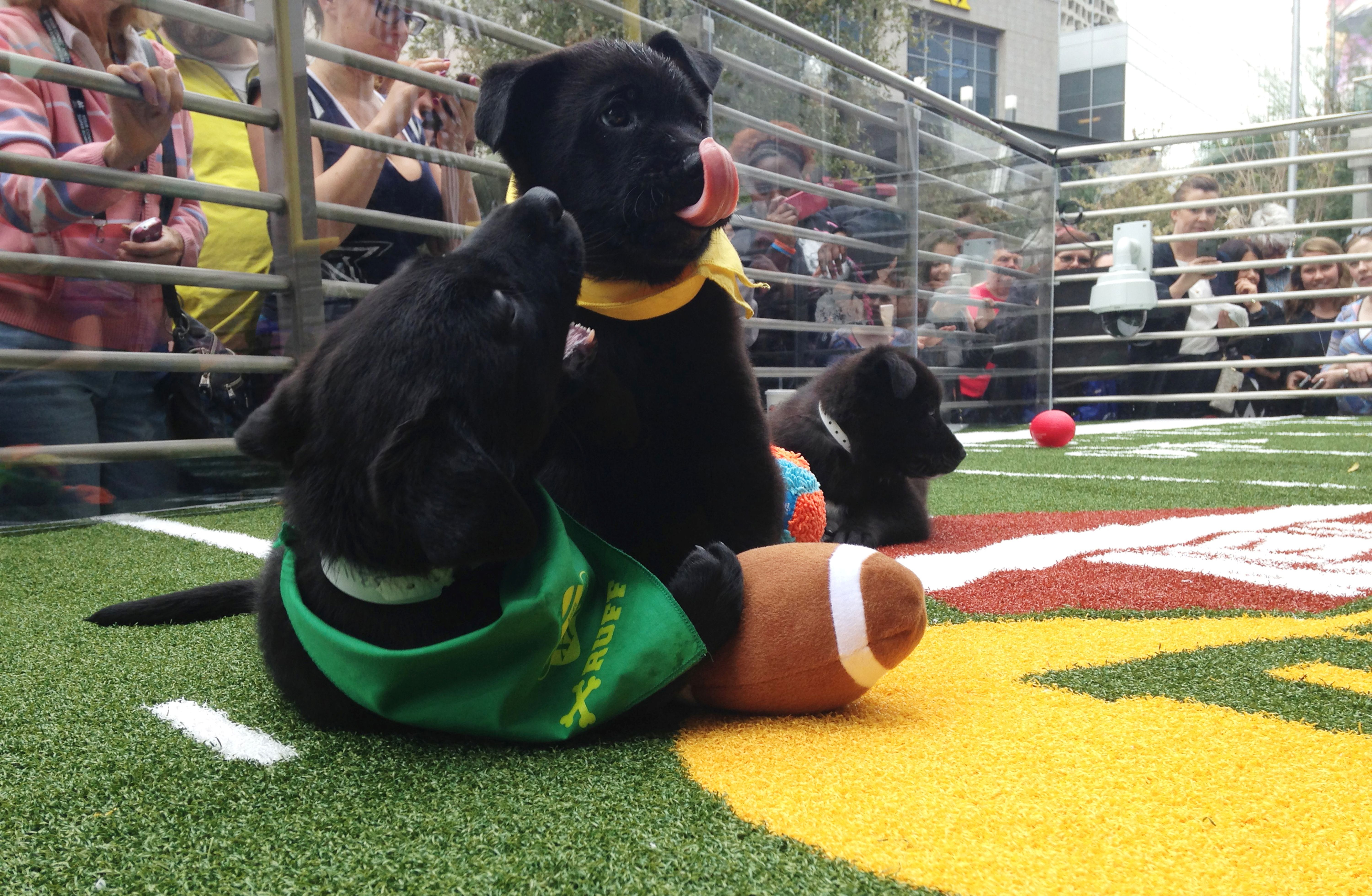 Puppies tussle as part of a Puppy Bowl promotion, and that's featured as part of our 5 things to watch other than the Super Bowl.