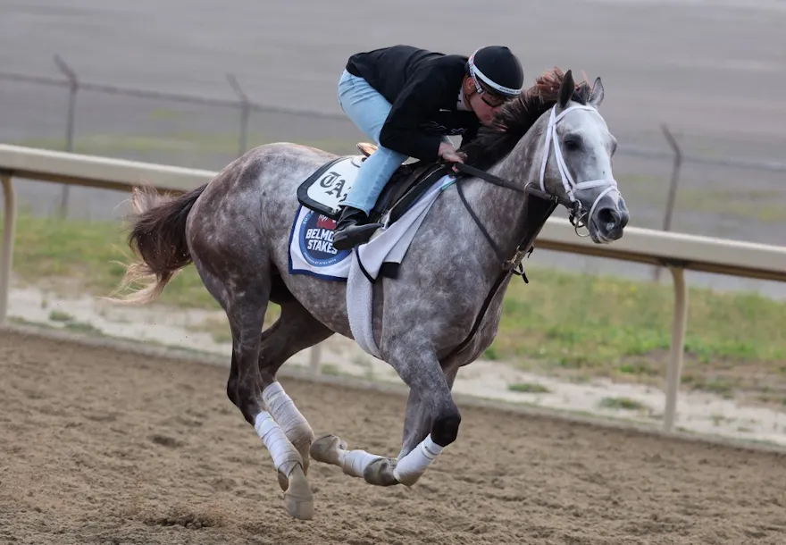 Tapit Trice trains on the track during morning workouts as we look at our best Belmont Stakes picks & predicitons