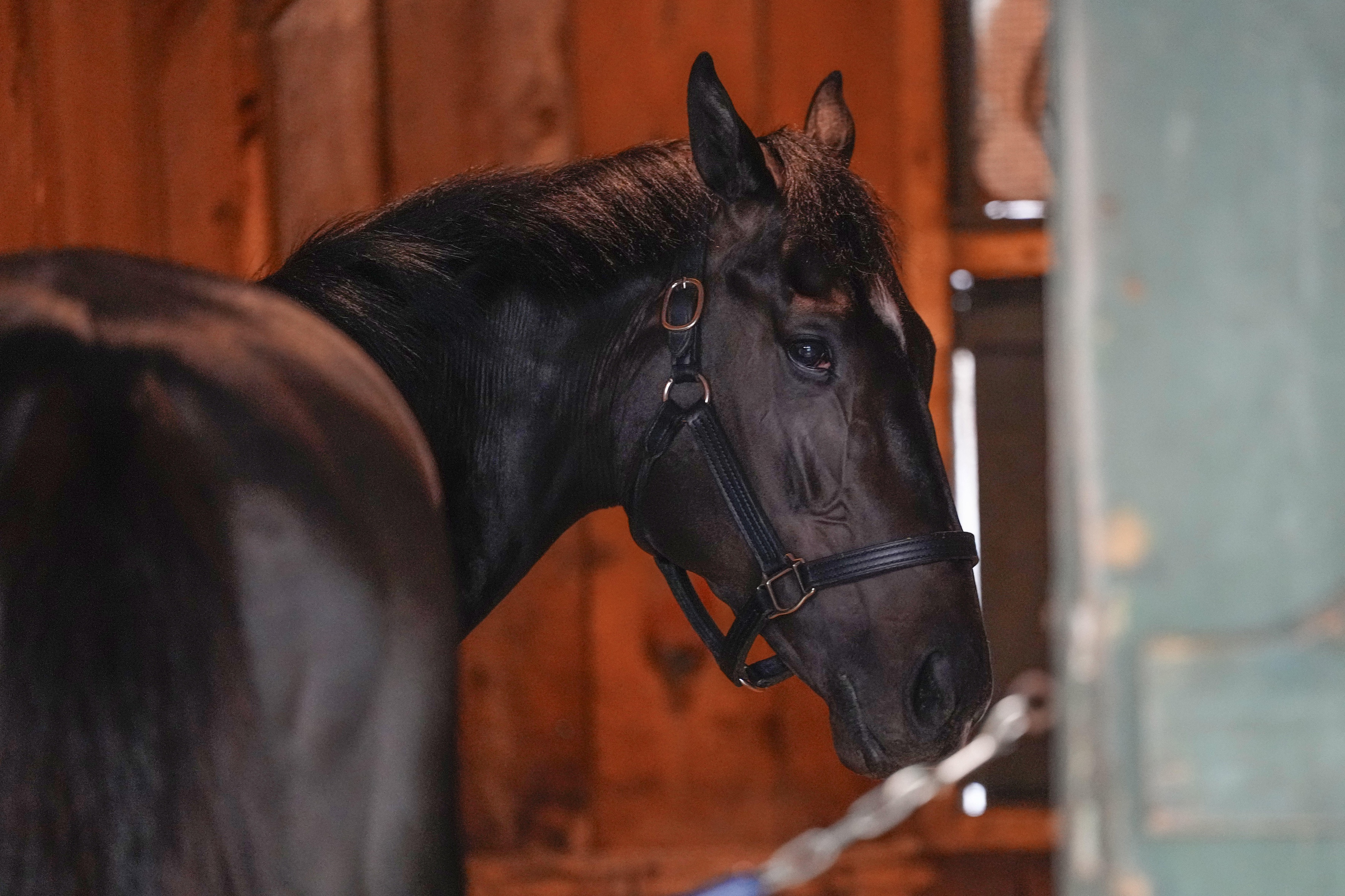 Belmont Stakes AI Predictions 2025: ChatGPT's Picks to Win, Finish Order & Best Bets