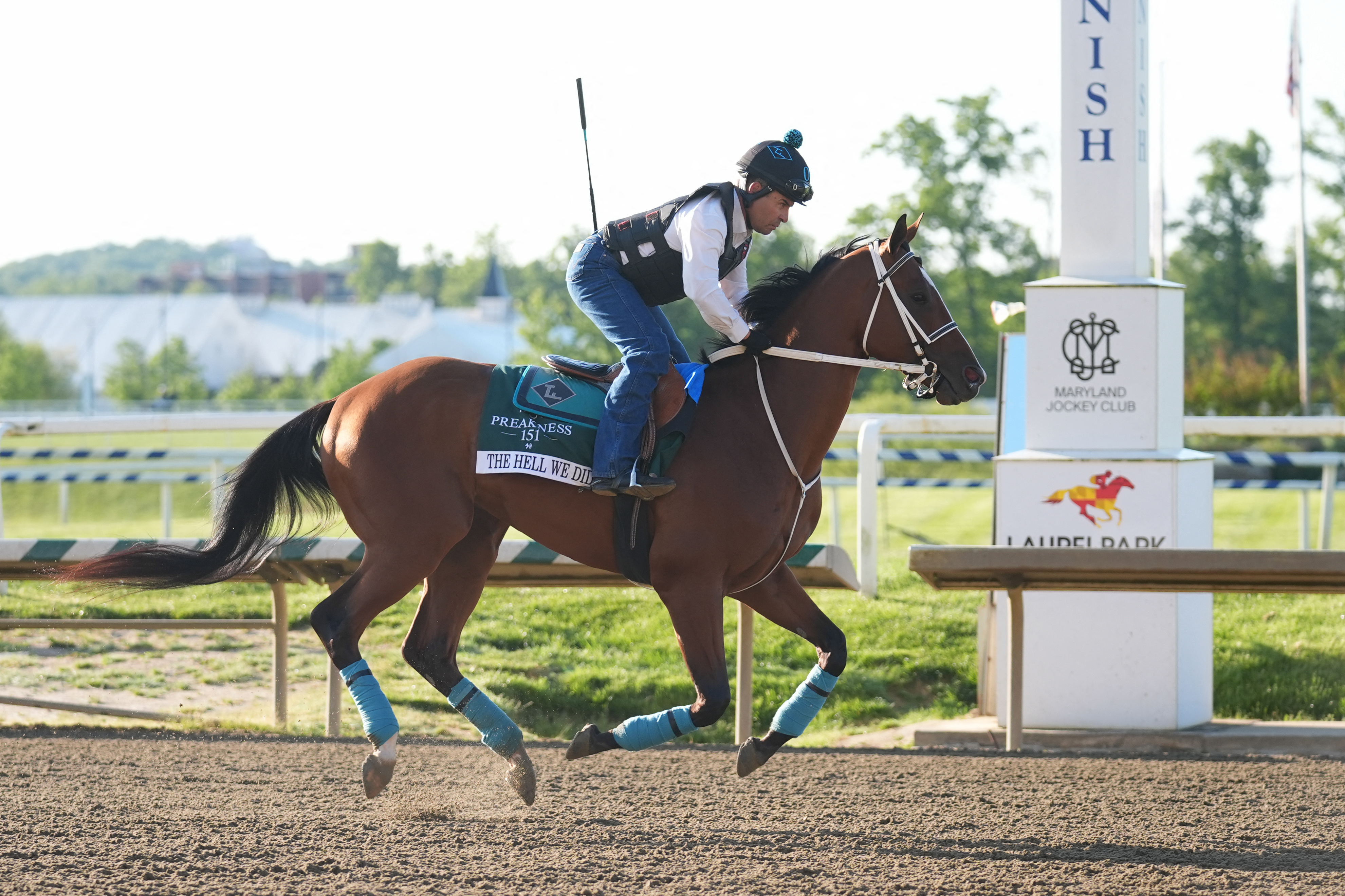 Preakness Stakes entry, The Hell We Did - who's featured in my Preakness States long shots - trains during morning workouts at Laurel Park. 