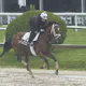 Free Preakness Stakes Picks & Predictions 2025: Expert Picks and Best Bet to Win